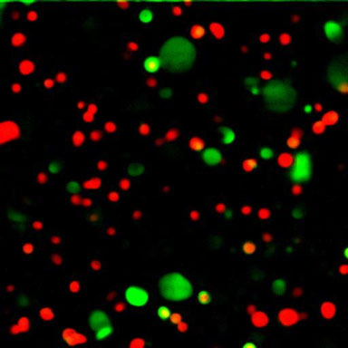 For <i>in vivo</i> application, growth factors that convert mesenchymal stem cells (red) to chondrocytes and promote cartilage development could be delivered via biodegradable microspheres (green). Para su aplicación en vivo, los factores de crecimiento que transforman células madre mesenquimales (rojo) en condrocitos y que promueven el desarrollo del cartílago podrían ser entregados a través de microesferas biodegradables (verde).
