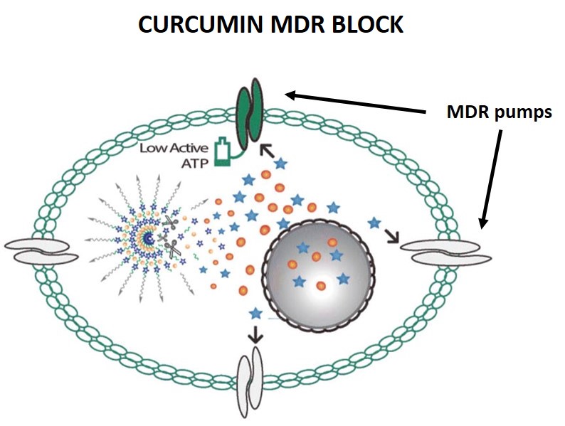 diagram of curcumin blocking MDR pumps to allow doxorubicin to kill cancer cells