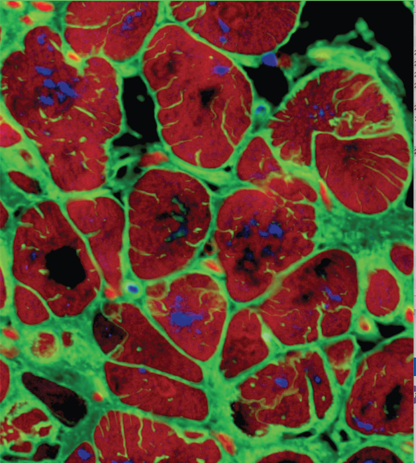 The image shows brightly colored red cardiomyocyte cells with bright green outlines