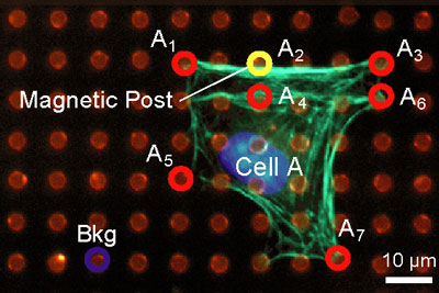 Los investigadores pueden medir y aplicar fuerzas a las células, utilizando un arreglo a nanoescala de micropostes, como con esta célula fibroblasto 3T3. La célula responde a fuerzas externas aplicadas a su atadura local (A2) haciendo cambios repentinos en la tensión citoesqueletal en el perímetro de la célula (A1, A3-A7).