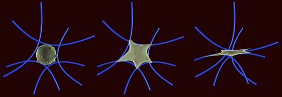 Illustration showing platelet binding to fibrin, spreading, and contracting to cause the entire clot to collapse.