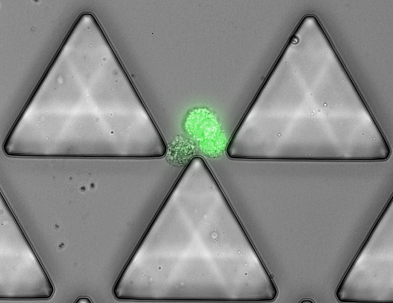 Image of cancer cell cluster within Cluster-Chip