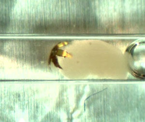 In response to a temperature change, a tetherless microgripper grabs onto a clump of live cells (red) at the end of a narrow glass capillary tube. The microgripper was guided out of the tube with captured cells in its grasp. In response to a temperature change, a tetherless microgripper grabs onto a clump of live cells (red) at the end of a narrow glass capillary tube. The microgripper was guided out of the tube with captured cells in its grasp.