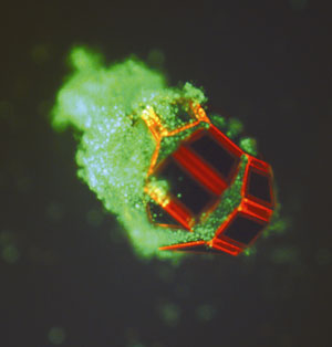 En esta imagen fluorescente microscópica, una micropinza se cierra alrededor de células vivas (verde) en respuesta a una señal bioquímica. (Referencia: T. G. Leong et al. Proc Natl Acad Sci U S A. 2009 Jan 20;106(3):703-8.)