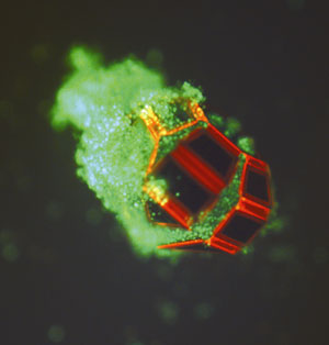 In this fluorescence microscopy image, a microgripper closes around live cells (green) in response to a biochemical signal. In this fluorescence microscopy image, a microgripper closes around live cells (green) in response to a biochemical signal.