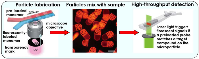 The MIT bioassay technique involves a three-step process. First, individual microparticles are fabricated using bio-friendly materials and a photomask process (far left). Ultraviolet (UV) light passes through a mask with a pre-patterned barcode and hits the flowing hydrogel. The material fuses together and imprints a unique barcode. Second, selected microparticles mix with tissue samples (middle) and probes on the particle link with targets in the sample. Finally, targets in the sample are detected as the microparticles pass through a beam of light (right). When the light hits a barcode that matches a target in the sample, the particle gives off a fluorescent signal. La técnica de bioensayos del MIT implica un proceso de tres pasos. En primer lugar, se fabrican micropartículas individuales utilizando materiales bio-amigables y un proceso de fotomáscara (al extremo izquierdo). Luz ultravioleta (UV) pasa a través de una máscara con un código de barras pre-modelado y llega al hidrogel que está fluyendo. El material se fusiona e imprime un código de barras único. En segundo lugar, las micropartículas seleccionadas se mezclan con muestras de tejido (al centro) y las sondas en la partícula se conectan con blancos en la muestra. Finalmente, los blancos en la muestra son detectados cuando las micropartículas pasan a través de un rayo de luz (a la derecha). Cuando la luz llega a un código de barras que coincide con el blanco dentro de la muestra, la partícula emite una señal fluorescente.