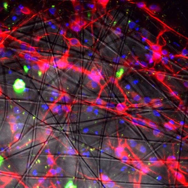 neuroni attraverso uno scaffold 3D