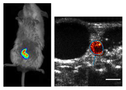 Luminscent vs ultrasound detection of bacteria