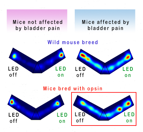 Illustration of effect of green LED on behavior of mice whose pain is alleviated by activation of an opsin that silences pain signals in neurons.