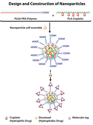 To build the nanoparticle, investigators blend the PLGA-PEG polymer with the cisplatin-bearing polymer (PLA-cisplatin). Docetaxel is then added to the mix. As nanoparticles self-assemble, docetaxel is encapsulated inside. In the final step, a molecular tag is added to enable the particle to navigate itself to the target of interest. Para construir la nanopartícula, los investigadores mezclan el polímero PLGA-PEG con el polímero que contiene cisplatino (PLA-cisplatino). El docetaxel es después añadido a la mezcla. Mientras las nanopartículas se auto-ensamblan, el docetaxel es encapsulado en el interior. En el paso final, se añade una etiqueta molecular para permitir que la partícula se vaya al sitio de destino. (Figura adaptada de PNAS.2010;107(42):17939-44.)