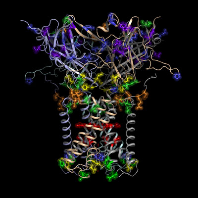 Cuando el canal de potasio cambia del estado cerrado al abierto, amino ácidos específicos cambian de posición y se hacen accesibles al etiquetado radiolítico. Los diferentes colores en este esquema de un canal de potasio bacterial indican el grado de etiquetado radiolítico; el color azul indica la menor cantidad de radicales hidroxilos, y el rojo indica el máximo de radicales hidroxilos. Las partes con un mayor grado de etiquetado (rojo) se mueven más cuando el canal se abre.