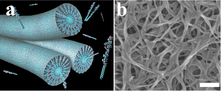 (a) Representación esquemática de nanofibras autoensamblables con moléculas biológicamente activas en su superficie. Las nanofibras miden de 6 a 8 nanometros de diámetro – aproximadamente 6,000 veces más delgadas que un cabello humano. (b) Conjuntos de nanofibras individuales formando una red (barra de aumento = 200 nanometros) vistos a través de un microscopio. Estas redes se ensamblan espontáneamente cuando se inyectan las moléculas en el sitio de la lesión de la médula espinal, creando terapia para las extensiones nerviosas dañadas. [Fotografía de Samuel Stupp]