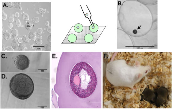 Folículos son aislados y encapsulados con alginato, el cual mantiene la arquitectura 3D. Los folículos empiezan en un estado inmaduro y desarrollan una cavidad antral. En un modelo de ratón, lo ovocitos recuperados al final del cultivo se pueden fertilizar, y la transferencia de embriones puede resultar en nacimientos con vida. A: folículos aislados; B: folículo en alginato en día 0; C: fotografía de cerca de un folículo en día 0; D: folículo después de 8 días de cultivo; E: folículo seccionado al final del cultivo; F: nacimientos con vida de folículos cultivados.