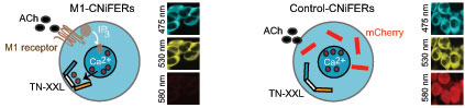 Calcium release triggered by activation of the acetycholine receptor in M1-CNiFERs brings the yellow and blue “arms” of TN-XXL closer together, changing its color. In control CNiFERS, which lack the acetylcholine receptor, TN-XXL keeps an open shape and stable color. La liberación de calcio provocada por la activación del receptor de acetilcolina en M1-CNiFERs acerca más entre sí los "brazos" amarillo y azul de TN-XXL, cambiando su color. En los CNiFERs de control, que carecen del receptor de acetilcolina, la TN-XXL mantiene una forma abierta y un color estable. (Adaptado con permiso de Macmillan Publishers Ltd: Nature Neuroscience, Volume 13, 127-132, 2010.)