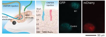 Pruebas de la sensibilidad del CNiFER in vivo: M1-CNiFERs (azul) y CNiFERs de control (rojo) fueron implantados en diferentes lugares del cerebro de una rata, y se implantaron electrodos para estimular la liberación de acetilcolina. (Adaptado con permiso de Macmillan Publishers Ltd: Nature Neuroscience, Volume 13, 127-132, 2010.)