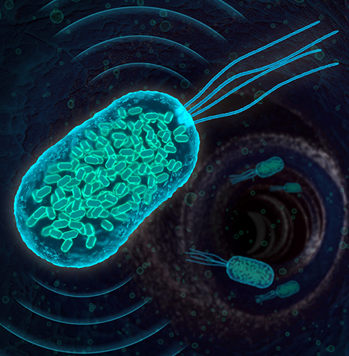 Illustration of bacteria imaged with ultrasound