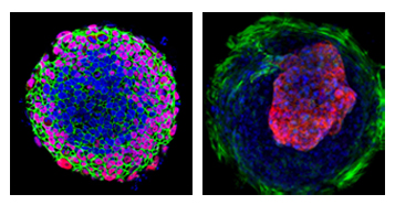 Cardiac microchambers Cardiac microchambers on a chip