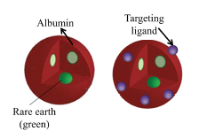 A diagram of the nanoparticles in albumin