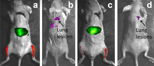 Four photos of a mouse with a glowing liver and legs in two of them and glowing lungs in the other two.