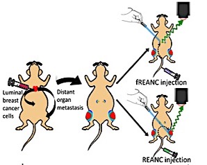 A diagram of the process of cancer being injected into a mouse, the cancer migrating, and the nanoparticles being injected and glowing.