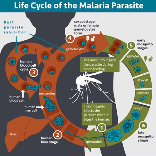 Lifecycle diagram of P. falciparum that points out that a new research finding shows best parasite inhibition at two particular stages