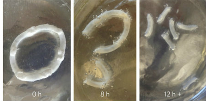 the polymer ring dissolves in several hours in simulated intestinal fluid