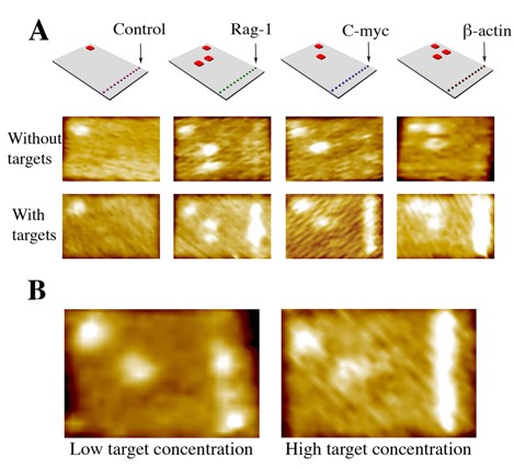 A, Arriba: Cada teja de ADN contiene una línea de sondas a lo largo de su borde derecho para capturar uno de tres genes objetivos: Rag-1, C-myc, y ß-actin. Las tejas son identificables por una código de barras (en rojo) en la esquina superior izquierda. Centro: El microscopio de fuerza atómica (AFM) puede distinguir cada teja por su código de barras (vistas como puntos brillantes). Abajo: Cuando una mezcla de objetivos es combinada con los cuatro tipos de tejas, las sondas capturan sus objetivos específicos, y la línea en el borde de la teja se enciende.