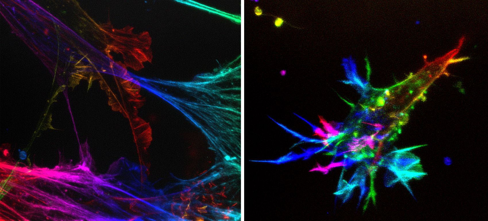 Two images of mouse aorta cells. They are rainbow colored to reveal depth.