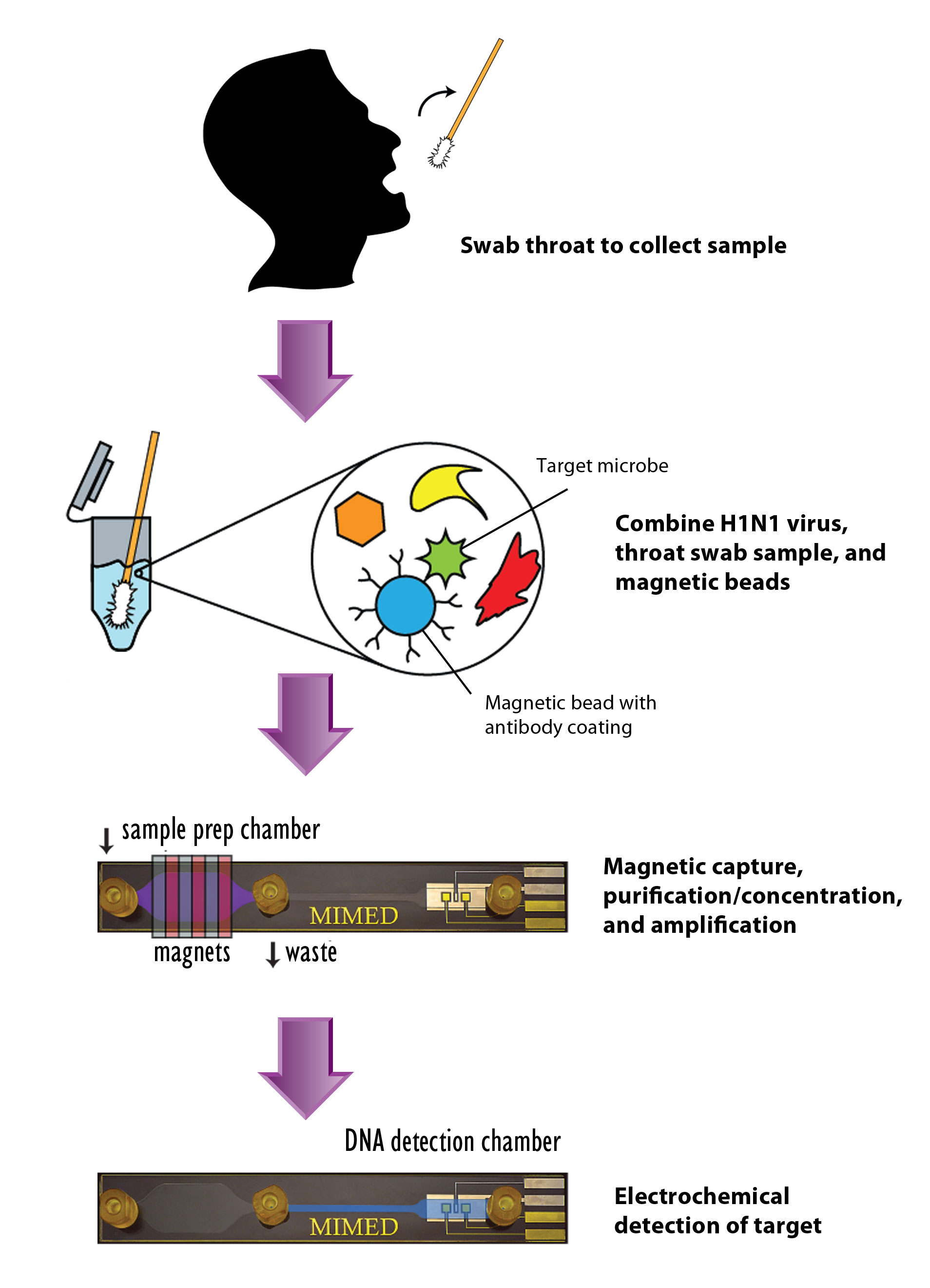 Para probar el rendimiento del MIMED, los investigadores echaron el virus H1N1 (gripe porcina) en muestras tomadas de la garganta, añadieron perlas magnéticas recubiertas con anticuerpos anti-H1N1, y colocaron la mezcla en el chip. Los anticuerpos capturan el material genético viral, y un imán externo sostiene las perlas en la cámara de preparación de muestras, mientras que se lavan los residuos, purificando y concentrando efectivamente el objetivo. Después, se amplifica el material genético viral y se convierte en ADN de una sola cadena. La detección electroquímica de secuencia específica ocurre en la cámara de detección. El dispositivo MIMIED es 100 veces más sensible que otras pruebas rápidas para el virus de la gripe porcina.