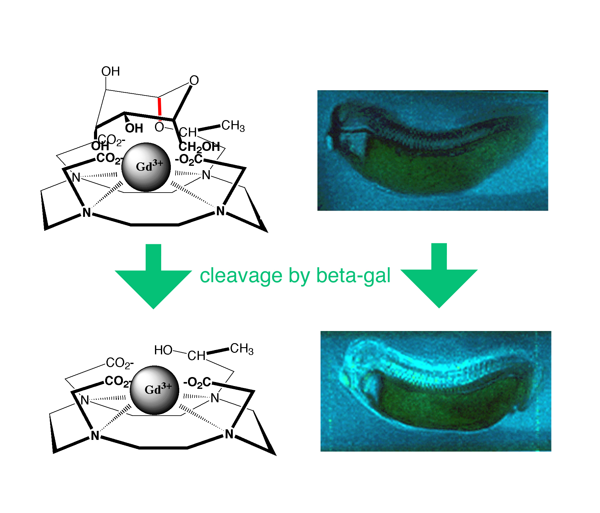 La MRI detecta la señal brillante de un nuevo agente de contraste inyectado en un renacuajo que se activa con la enzima ß-galactosidasa. Usando agentes de contraste bioactivados, los investigadores pueden rastrear la expresión genética en organismos vivos. Cortesía de Thomas Meade, Universidad de Northwestern.