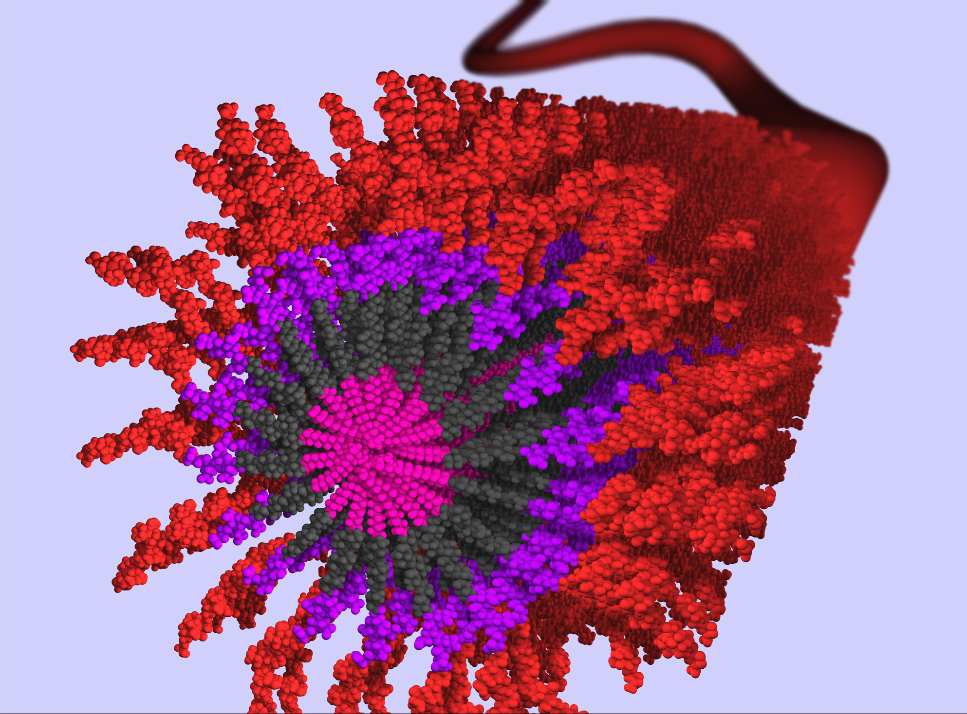A 3D rendering of an anti-inflammatory nanofiber made from self-assembling peptide amphiphile (PA) molecules. Spiraled pink, black and purple dots represent different molecules.