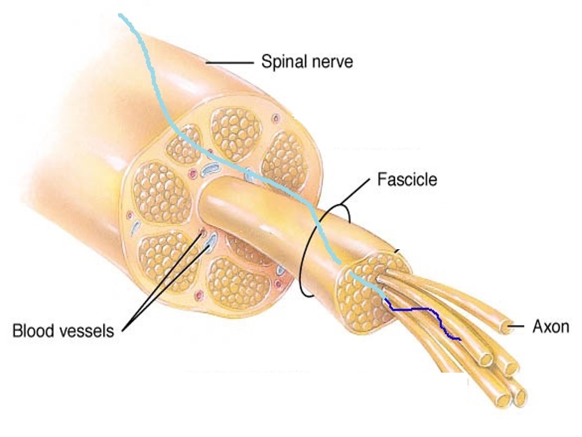 Diagram of CNT yarn size in spinal nerve