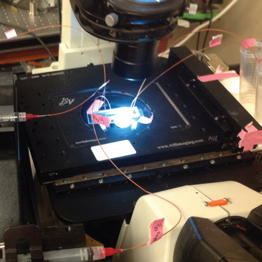 A photo of a microscope with a bright light coming from the bottom of it. Attached to the slide are multiple red wires attached to syringes