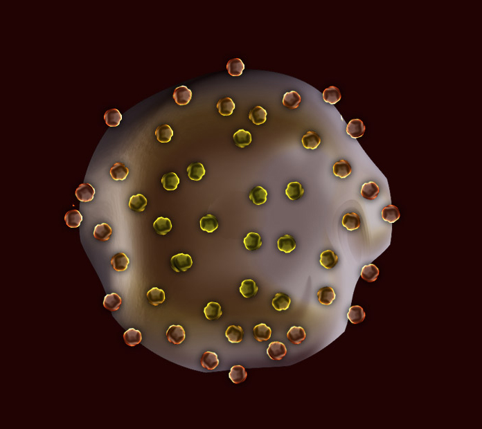 Cartoon representation of uniquely deformable microgel particle with fibrin nanobodies attached