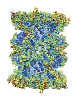 cryo-electron microscopy of P. falciparum proteasome structure.