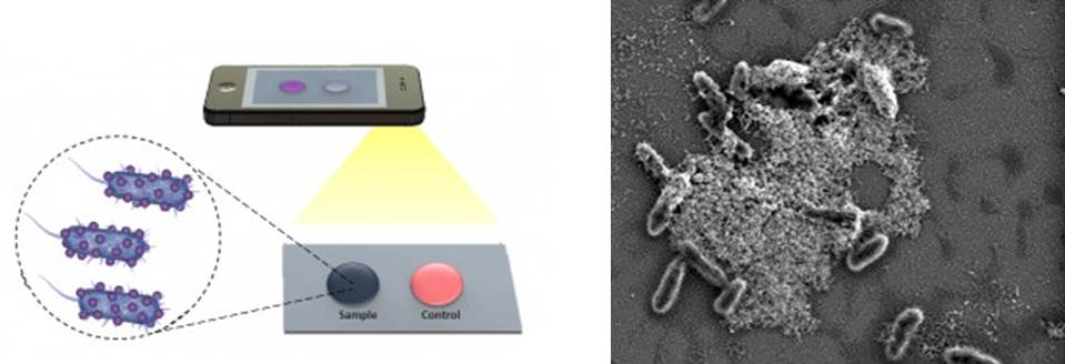 diagram of cell phone used to take picture of colored dots and electron micrograph showing bacteria aggregated on substrate