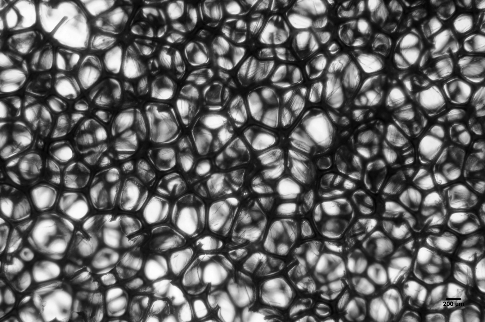 close-up of porous structure of shape memory foam