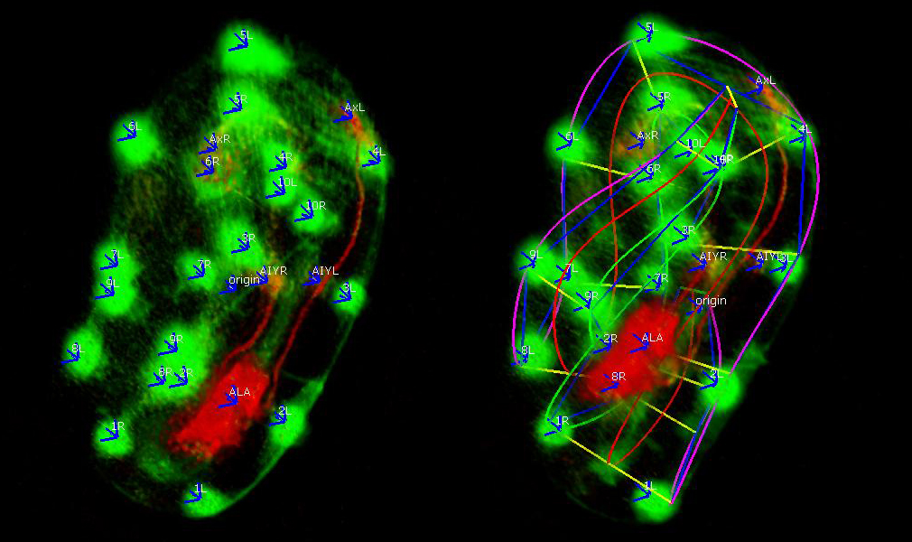 A picture of a fluorescent stained worm embryo with computer lines on top of the photo.