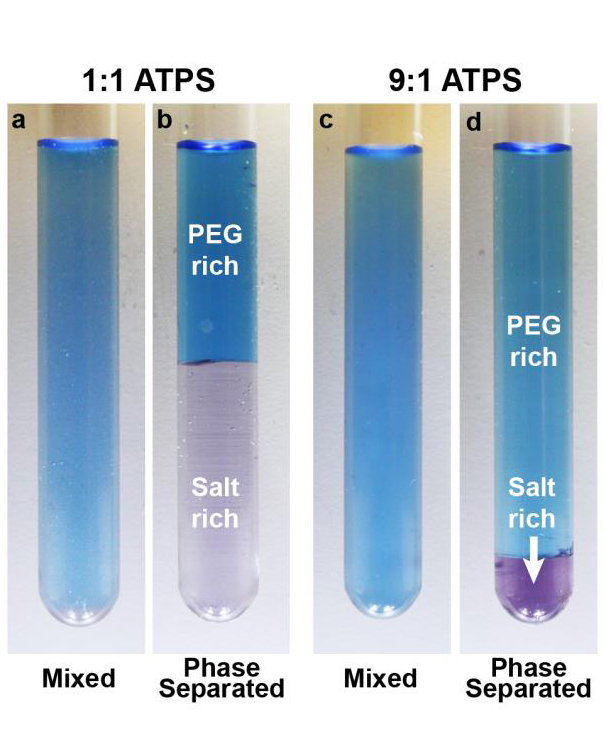 Image of four tubes filled with blue and purple liquids