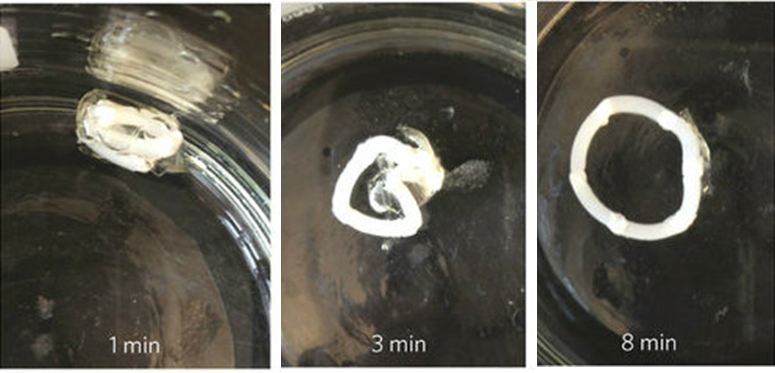 Capsule releases polymer ring in several minutes in simulated stomach fluid