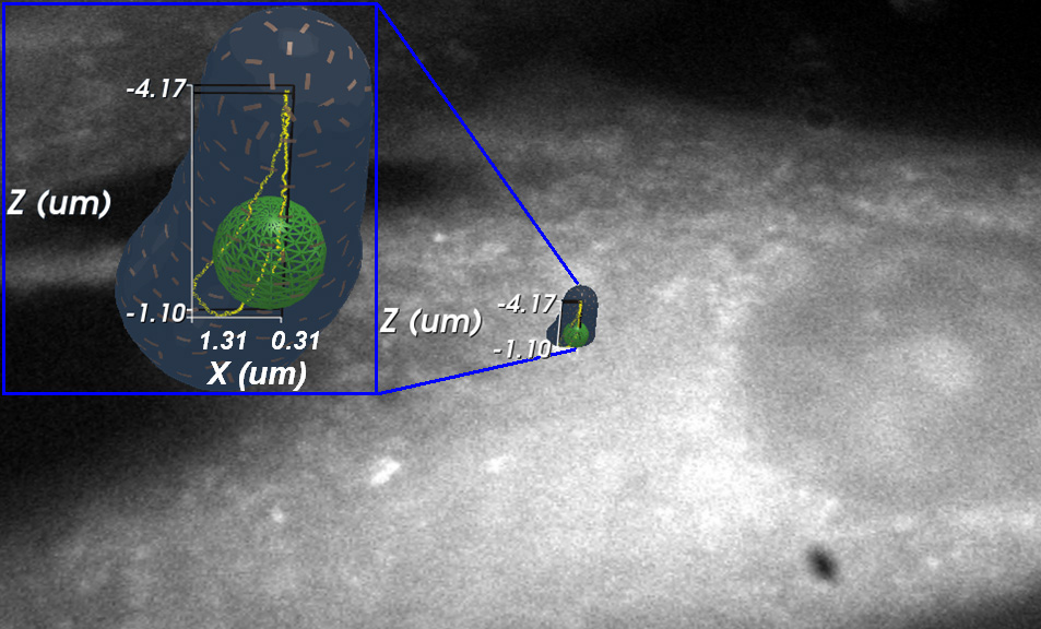 El software de control para el microscopio de fuerzas tridimensionales muestra al usuario la información completa acerca de la muestra durante el experimento. Aquí, una cuenta magnética se une a la superficie de la célula, y la línea amarilla muestra el movimiento anterior en el centro de la cuenta. La “concha azul” muestra el volumen que la cuenta ha empujado durante este movimiento, y la malla verde muestra el diámetro de la esfera. En el fondo se puede ver la video-imagen inmediata de las capas celulares a través del microscopio. Imagen cortesía de Richard Superfine.