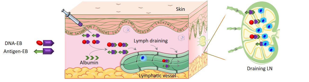 Schematic of self-assembly of the AlbiVax nanovaccine. Schematic of self-assembly of the AlbiVax nanovaccine.