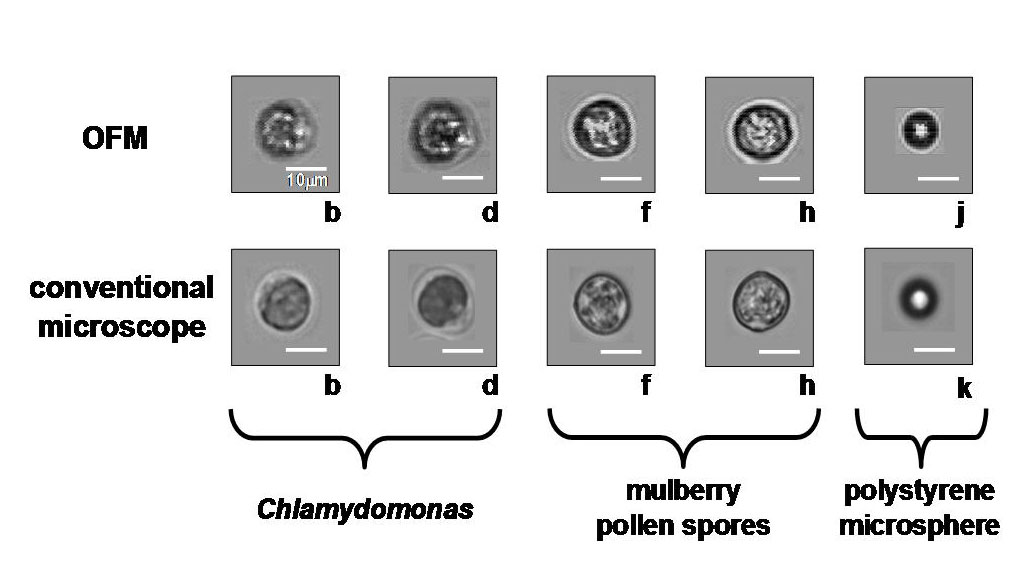 Las imágenes tomadas por el MOF (arriba) son comparables con las imágenes tomadas por un microscopio convencional.