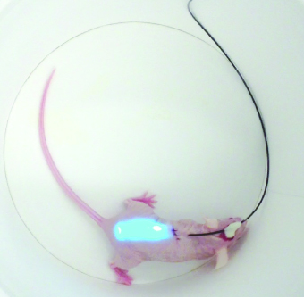 mouse with glowing hydrogel implant