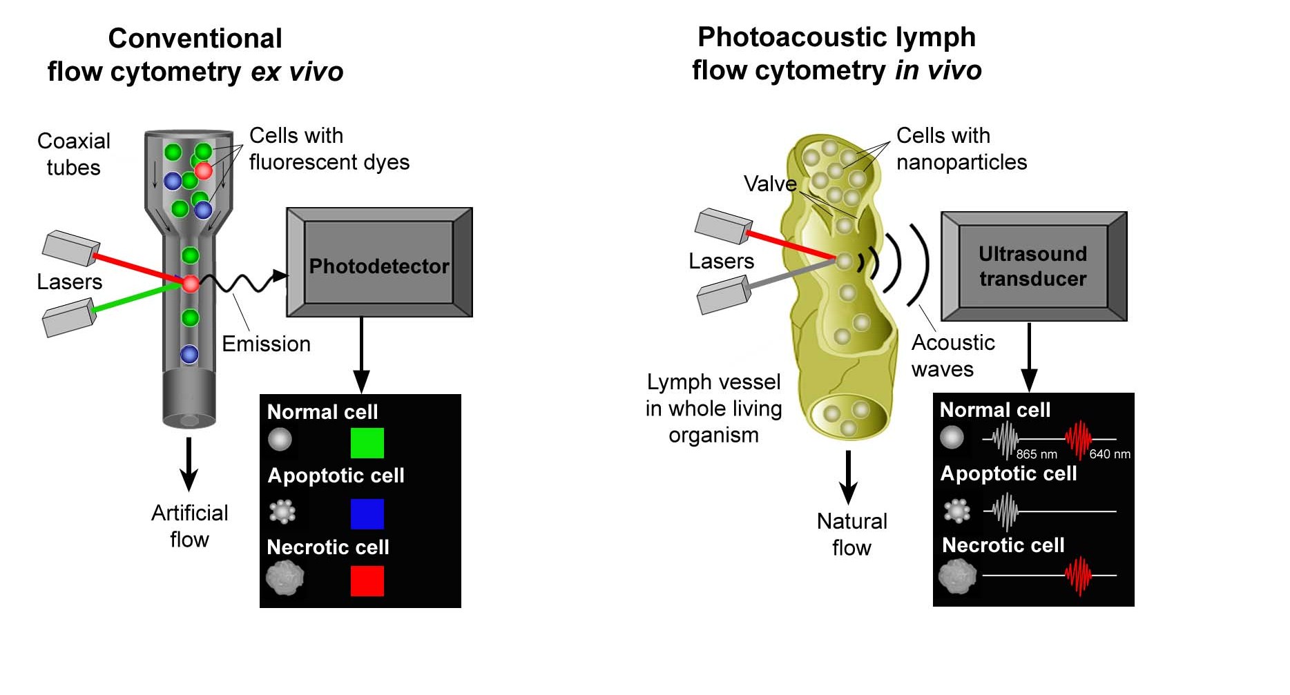  Photoacoustic flow cytometry is based on an optical effect discovered by Alexander Graham Bell and conventional flow cytometry (left), which simultaneously measures and analyzes single cells as they stream through a beam of light in an artificial tube. The technique takes advantage of lymphatic anatomy and physiology to count and identify individual cells in lymph flow (right).