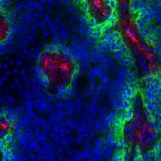 bio_molecular_imaging_section.jpg