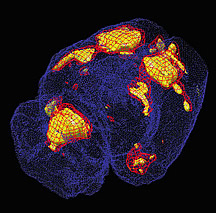 Una nueva bomba implantable que libera marcadores moleculares permite a los científicos obtener imágenes del cerebro de animales en movimiento, revelando de ese modo las regiones activadas del cerebro en respuesta a tareas específicas. Se muestra aquí en rojo y amarillo las regiones activadas de la corteza, subcorteza y la línea media del cerebelo de una rata que está caminando en una cinta. Imagen ofrecida por Peter Nguyen, Universidad del Sur de California.