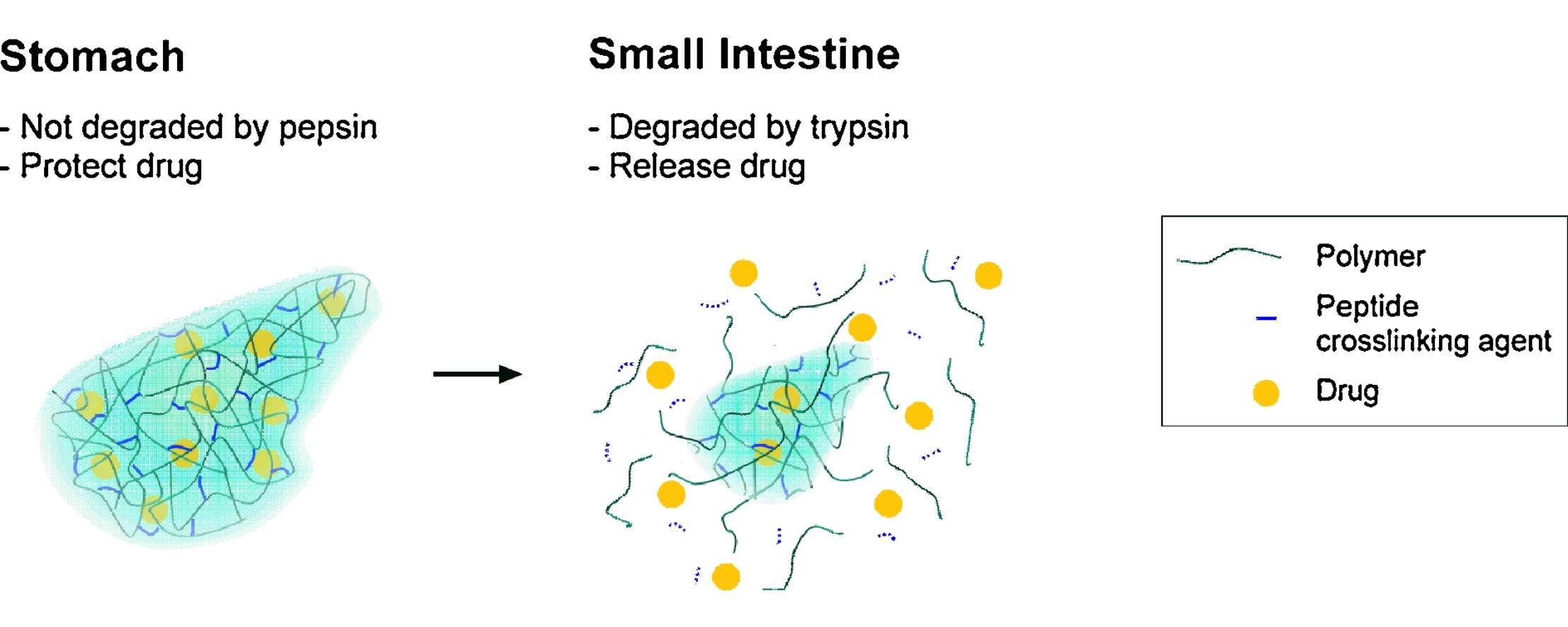 Factor IX protective capsule Cartoon of polymer pill protecting factor IX in stomach then released in intestinge
