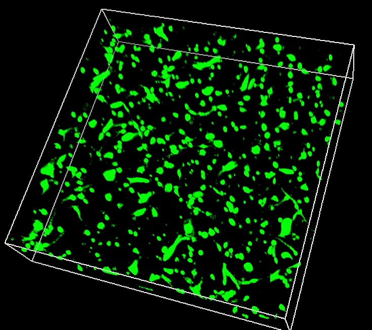 3D image of silk gel with growing skin cells