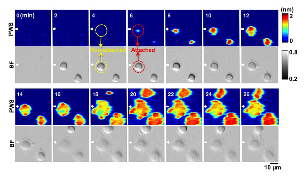 figure depicting imaging of cells for adhesion properties